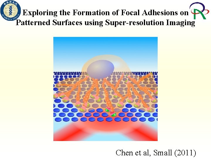 Exploring the Formation of Focal Adhesions on Patterned Surfaces using Super-resolution Imaging Chen et