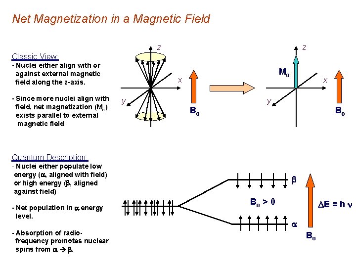 Net Magnetization in a Magnetic Field z z Classic View: - Nuclei either align