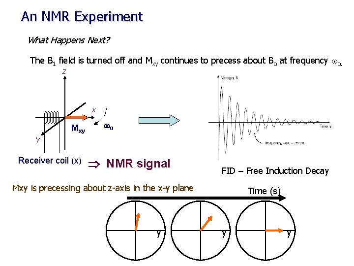 An NMR Experiment What Happens Next? The B 1 field is turned off and