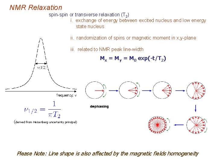 NMR Relaxation spin-spin or transverse relaxation (T 2) i. exchange of energy between excited