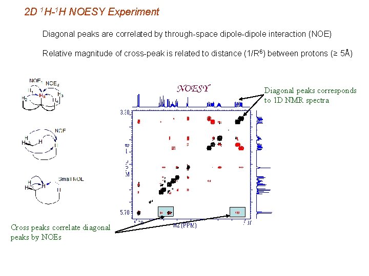 2 D 1 H-1 H NOESY Experiment Diagonal peaks are correlated by through-space dipole-dipole