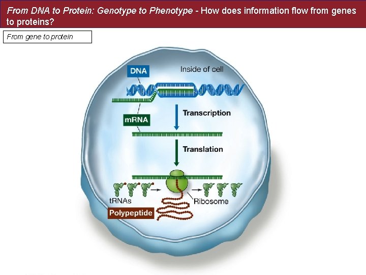 From DNA to Protein: Genotype to Phenotype - How does information flow from genes