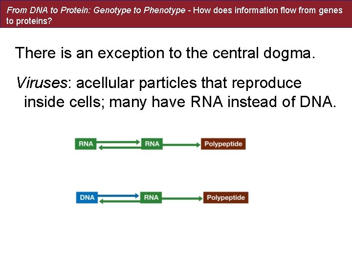 From DNA to Protein: Genotype to Phenotype - How does information flow from genes