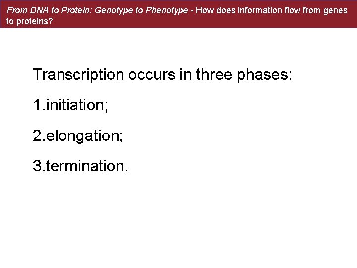 From DNA to Protein: Genotype to Phenotype - How does information flow from genes