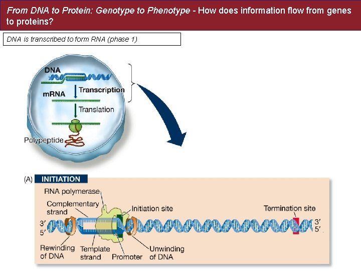 From DNA to Protein: Genotype to Phenotype - How does information flow from genes