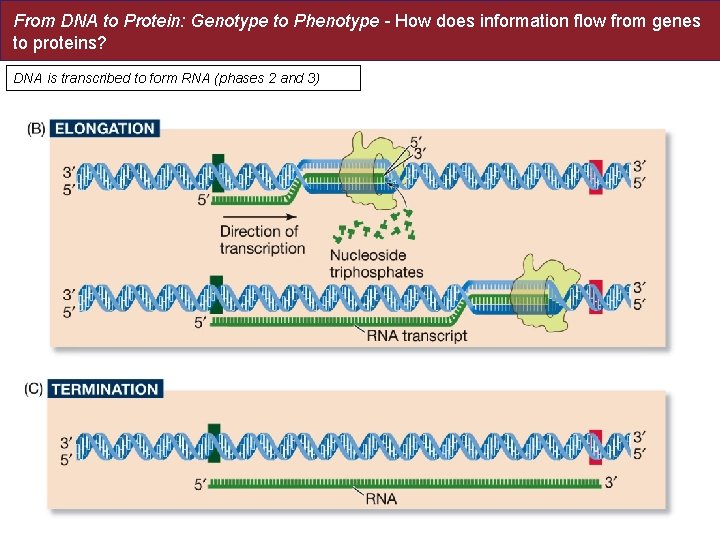 From DNA to Protein: Genotype to Phenotype - How does information flow from genes