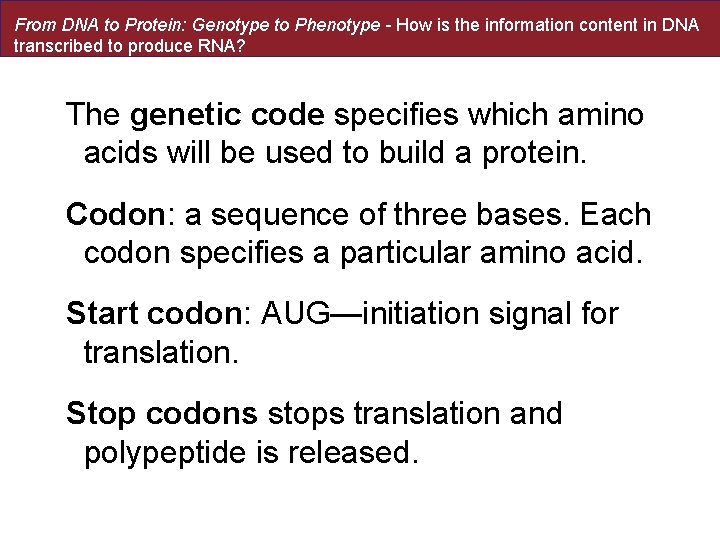 From DNA to Protein: Genotype to Phenotype - How is the information content in