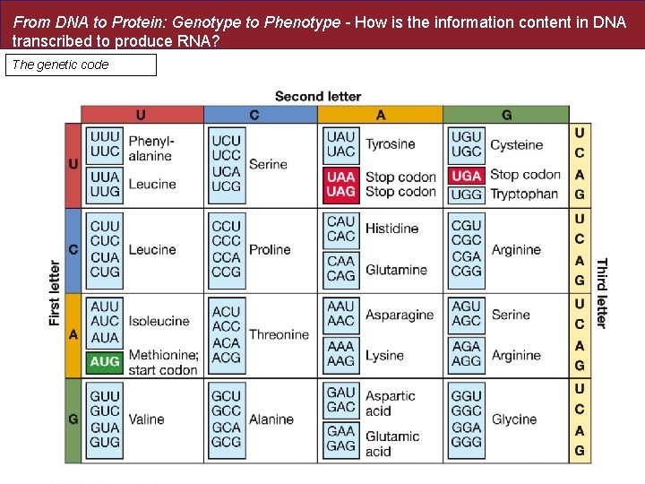 From DNA to Protein: Genotype to Phenotype - How is the information content in