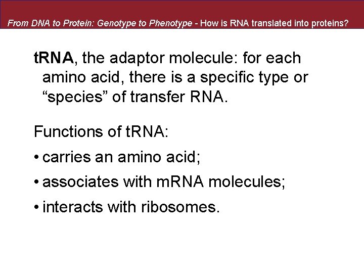 From DNA to Protein: Genotype to Phenotype - How is RNA translated into proteins?