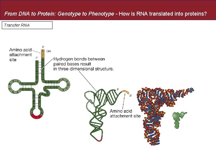 From DNA to Protein: Genotype to Phenotype - How is RNA translated into proteins?