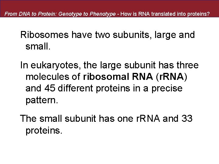 From DNA to Protein: Genotype to Phenotype - How is RNA translated into proteins?