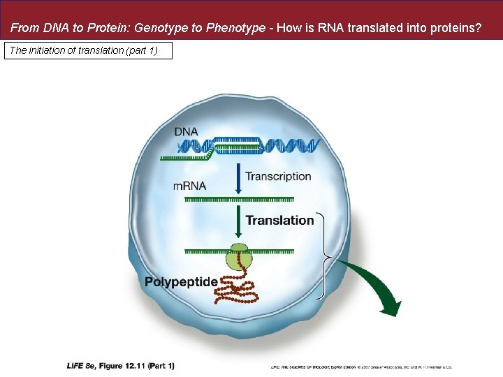 From DNA to Protein: Genotype to Phenotype - How is RNA translated into proteins?