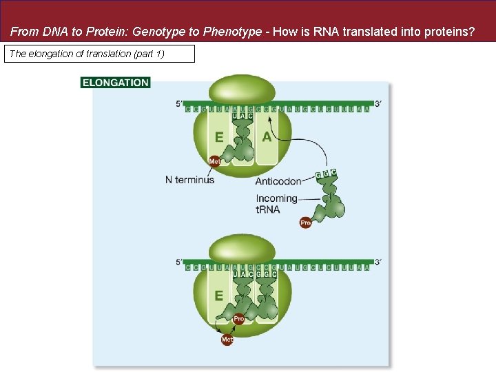 From DNA to Protein: Genotype to Phenotype - How is RNA translated into proteins?