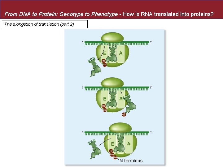 From DNA to Protein: Genotype to Phenotype - How is RNA translated into proteins?