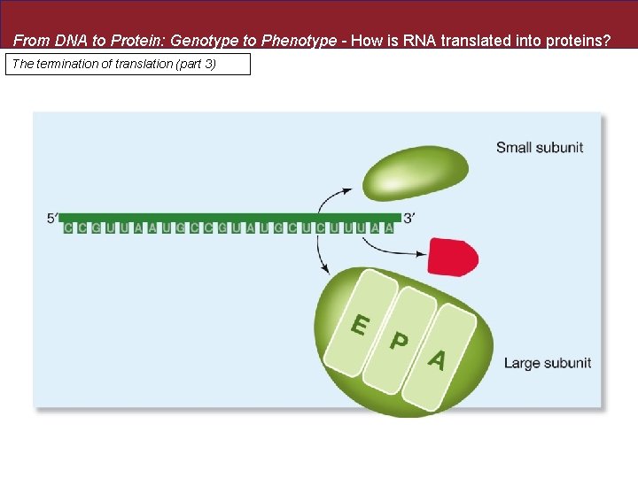From DNA to Protein: Genotype to Phenotype - How is RNA translated into proteins?