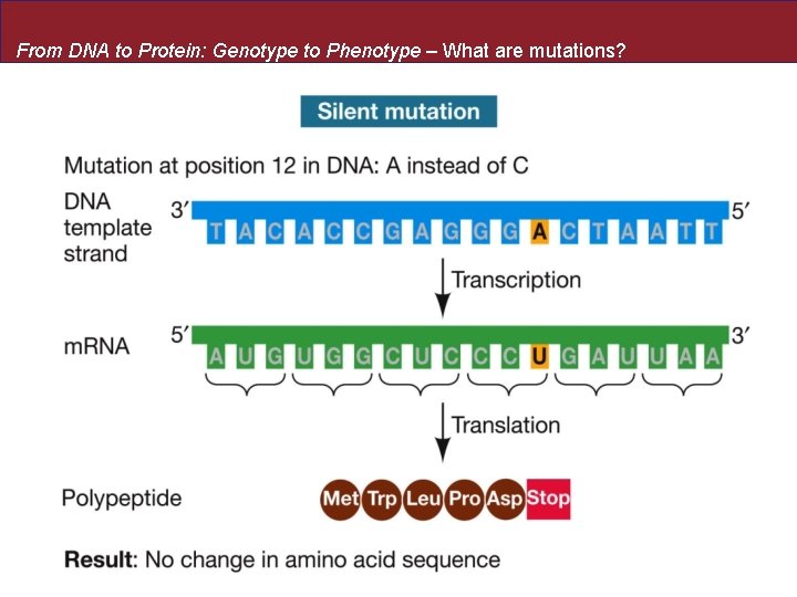 From DNA to Protein: Genotype to Phenotype – What are mutations? 