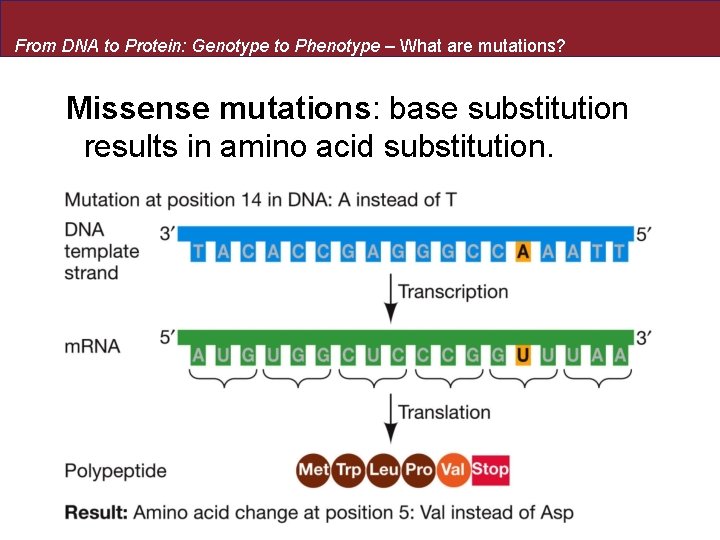 From DNA to Protein: Genotype to Phenotype – What are mutations? Missense mutations: base
