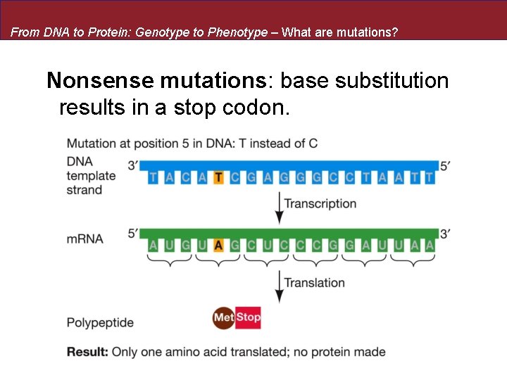 From DNA to Protein: Genotype to Phenotype – What are mutations? Nonsense mutations: base