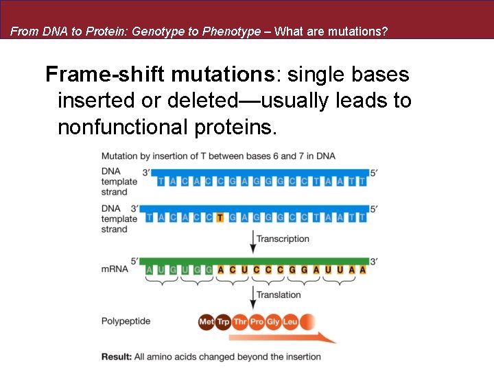 From DNA to Protein: Genotype to Phenotype – What are mutations? Frame-shift mutations: single