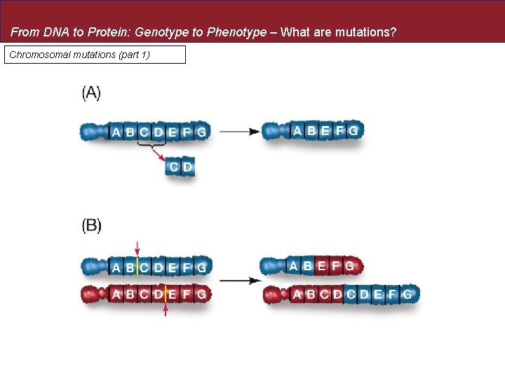 From DNA to Protein: Genotype to Phenotype – What are mutations? Chromosomal mutations (part