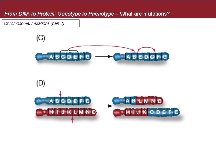 From DNA to Protein: Genotype to Phenotype – What are mutations? Chromosomal mutations (part