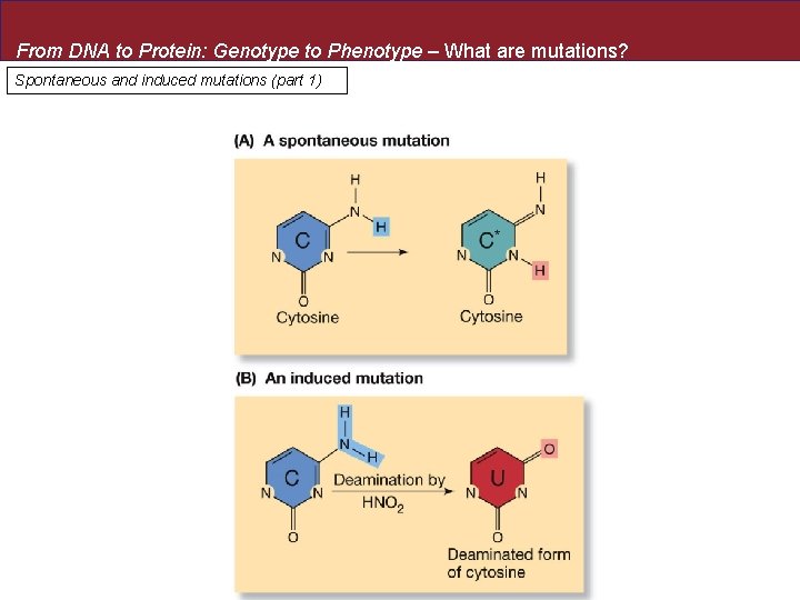 From DNA to Protein: Genotype to Phenotype – What are mutations? Spontaneous and induced