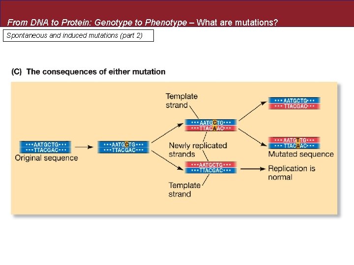 From DNA to Protein: Genotype to Phenotype – What are mutations? Spontaneous and induced
