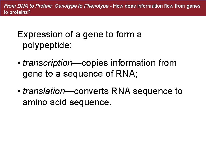 From DNA to Protein: Genotype to Phenotype - How does information flow from genes