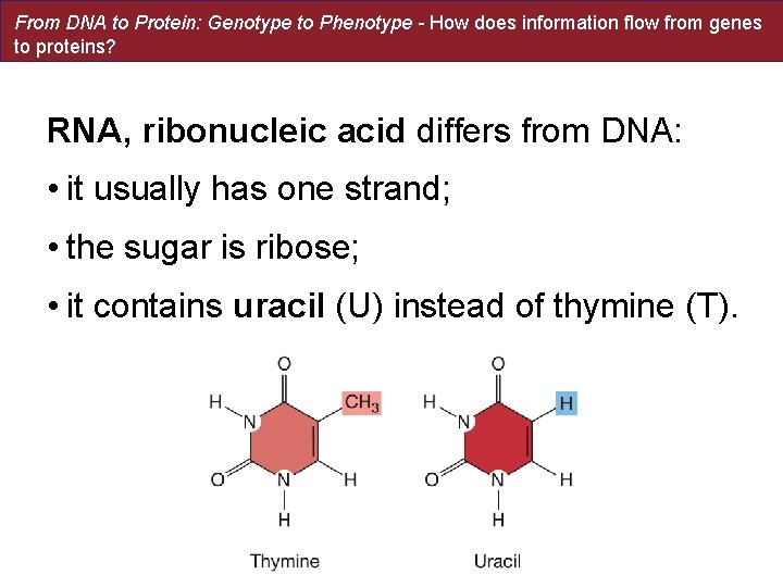 From DNA to Protein: Genotype to Phenotype - How does information flow from genes