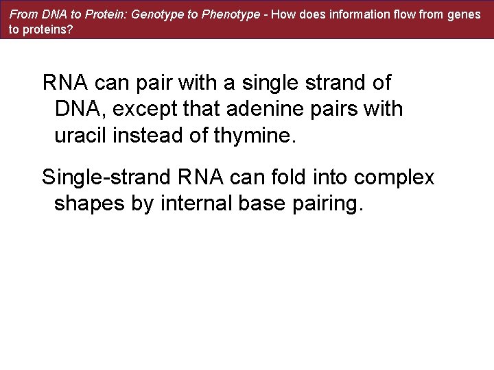 From DNA to Protein: Genotype to Phenotype - How does information flow from genes