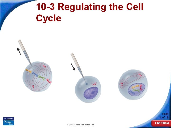 10 -3 Regulating the Cell Cycle Slide 1 of 18 Copyright Pearson Prentice Hall