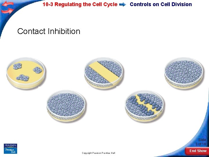 10 -3 Regulating the Cell Cycle Controls on Cell Division Contact Inhibition Slide 3