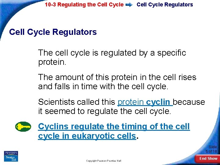 10 -3 Regulating the Cell Cycle Regulators The cell cycle is regulated by a