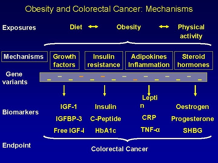 Obesity and Colorectal Cancer: Mechanisms Exposures Mechanisms Diet Growth factors Obesity Physical activity Insulin