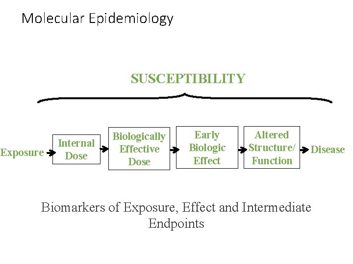Molecular Epidemiology SUSCEPTIBILITY Exposure Internal Dose Biologically Effective Dose Early Biologic Effect Altered Structure/