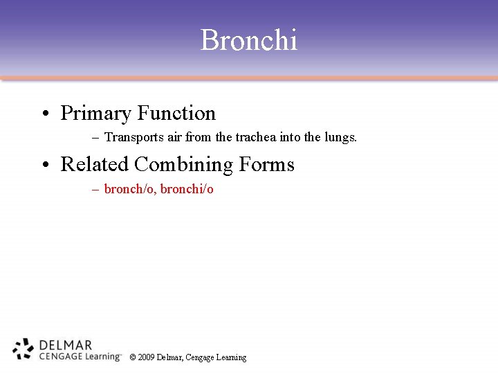 Bronchi • Primary Function – Transports air from the trachea into the lungs. •