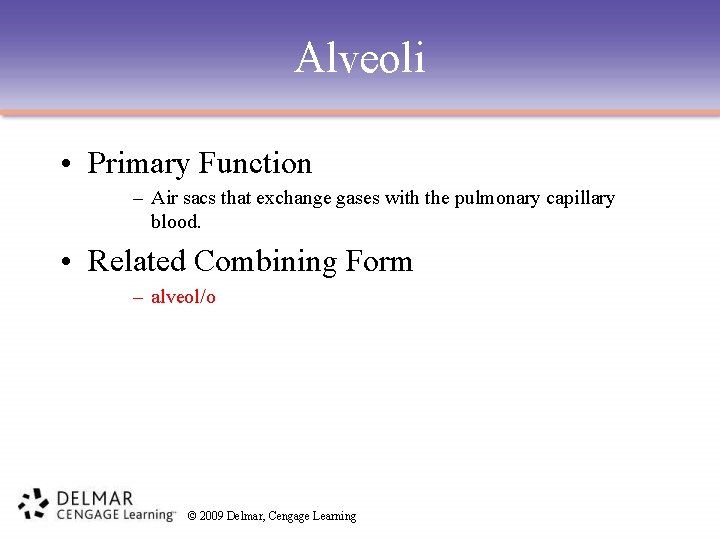Alveoli • Primary Function – Air sacs that exchange gases with the pulmonary capillary