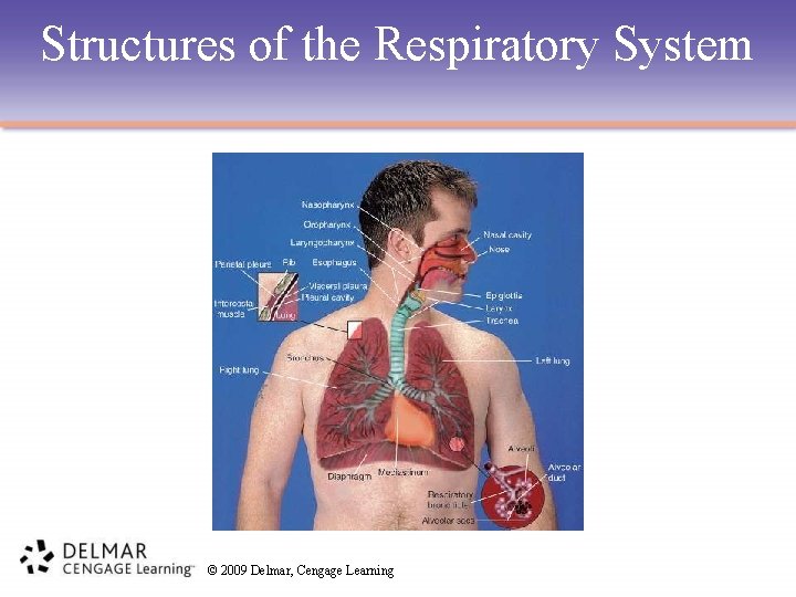 Structures of the Respiratory System © 2009 Delmar, Cengage Learning 