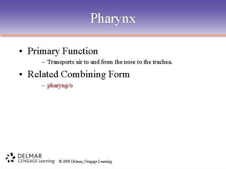 Pharynx • Primary Function – Transports air to and from the nose to the