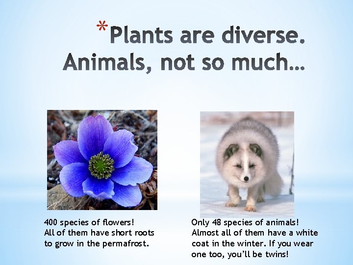 * 400 species of flowers! All of them have short roots to grow in