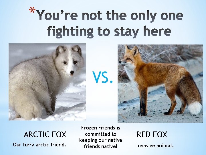 * VS. ARCTIC FOX Our furry arctic friend. Frozen Friends is committed to keeping