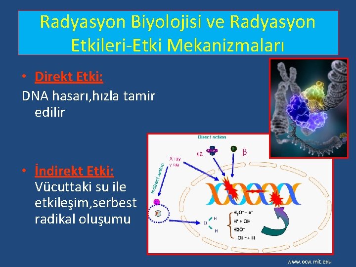 Radyasyon Biyolojisi ve Radyasyon Etkileri-Etki Mekanizmaları • Direkt Etki: DNA hasarı, hızla tamir edilir Radyasyon Biyolojisi ve Radyasyon Etkileri-Etki Mekanizmaları • Direkt Etki: DNA hasarı, hızla tamir edilir