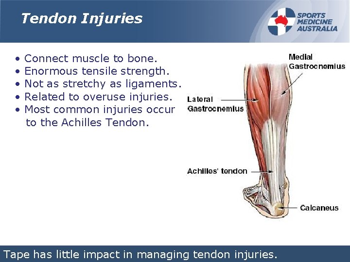 Tendon Injuries • • • Connect muscle to bone. Enormous tensile strength. Not as