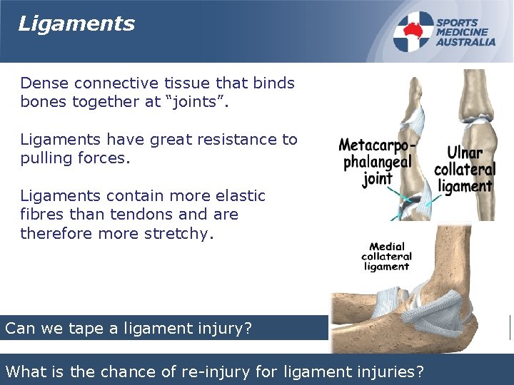 Ligaments Dense connective tissue that binds bones together at “joints”. Ligaments have great resistance