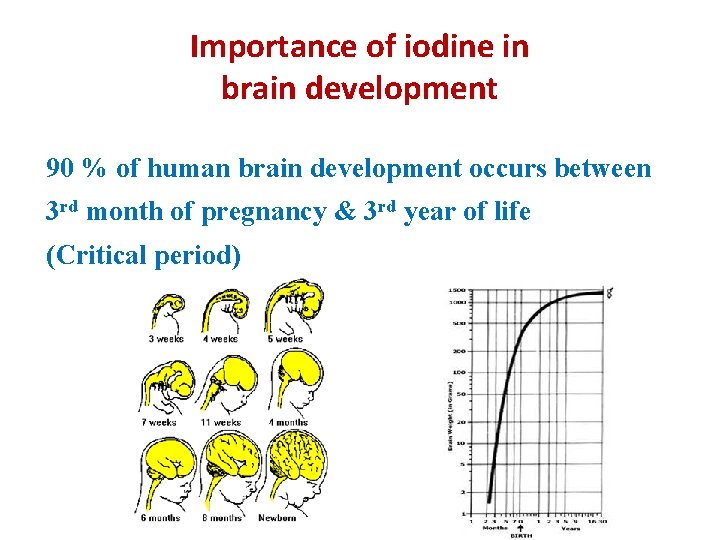 Importance of iodine in brain development 90 % of human brain development occurs between