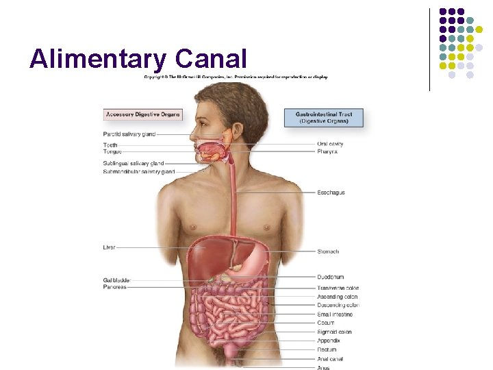 Alimentary Canal 