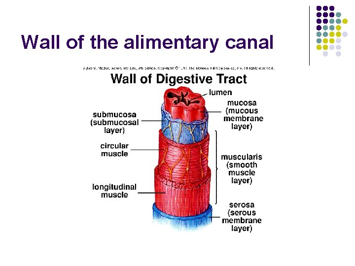 Wall of the alimentary canal 