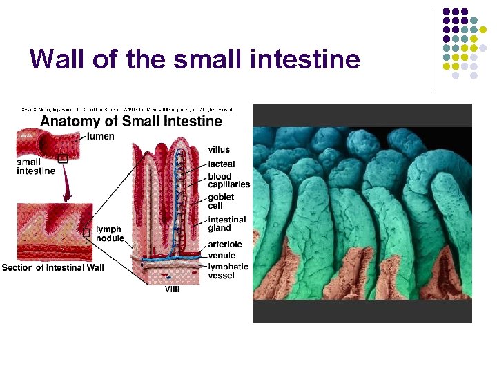 Wall of the small intestine 