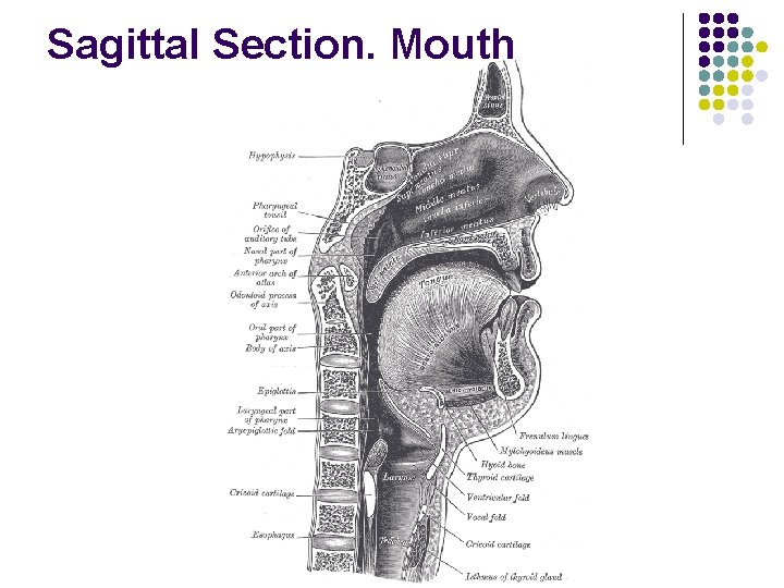 Sagittal Section, Mouth Sagittal Section, Mouth