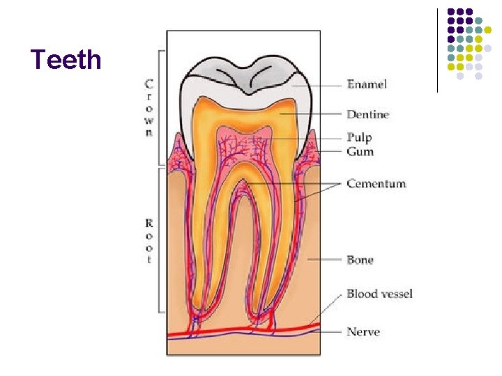 Teeth 